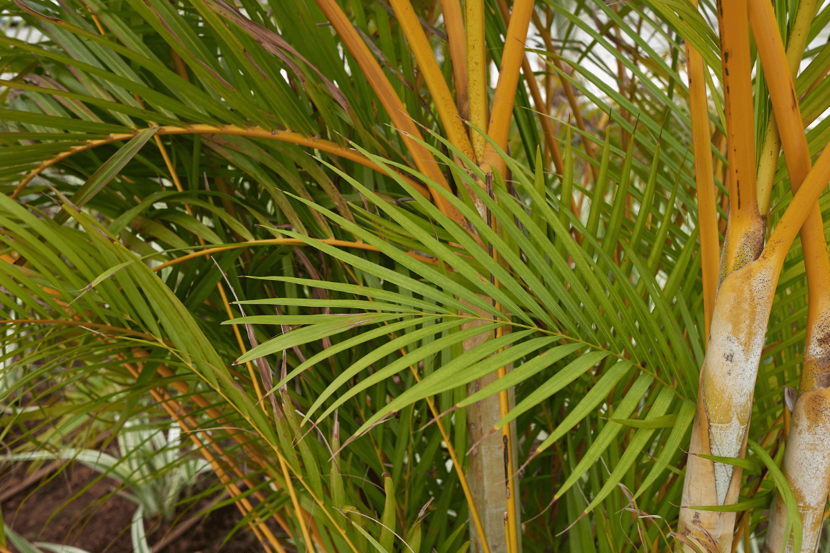 Dypsis lutescens.png
